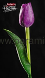 Tulipan kvet 40 cm 107 V tmavo fialová
