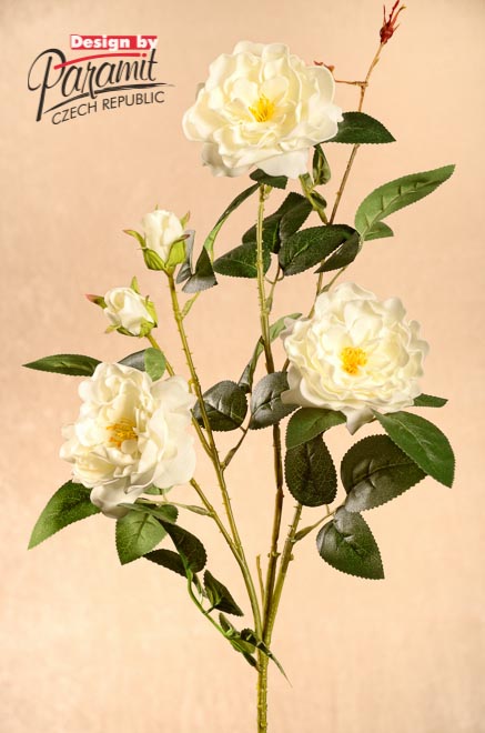 Ruža záhr.krém..85cm 3-45C