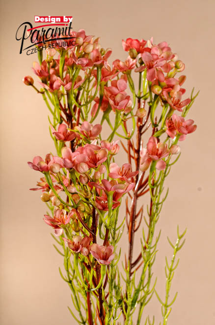Waxflower ruz. 78cm F222-P
