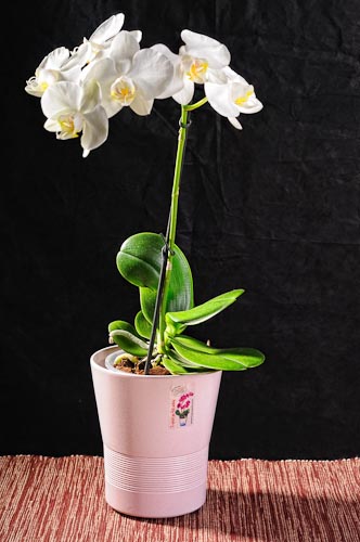 Obal orchidea 244-13P