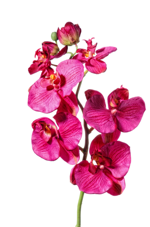 Orchidea 75cm F12-E