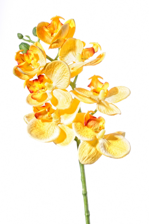 Orchidea 50cm F16-Y
