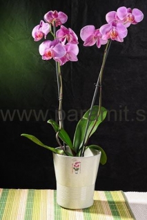 Obal orchidea 244-13GY