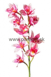 Cymbidium 75cm F17-P